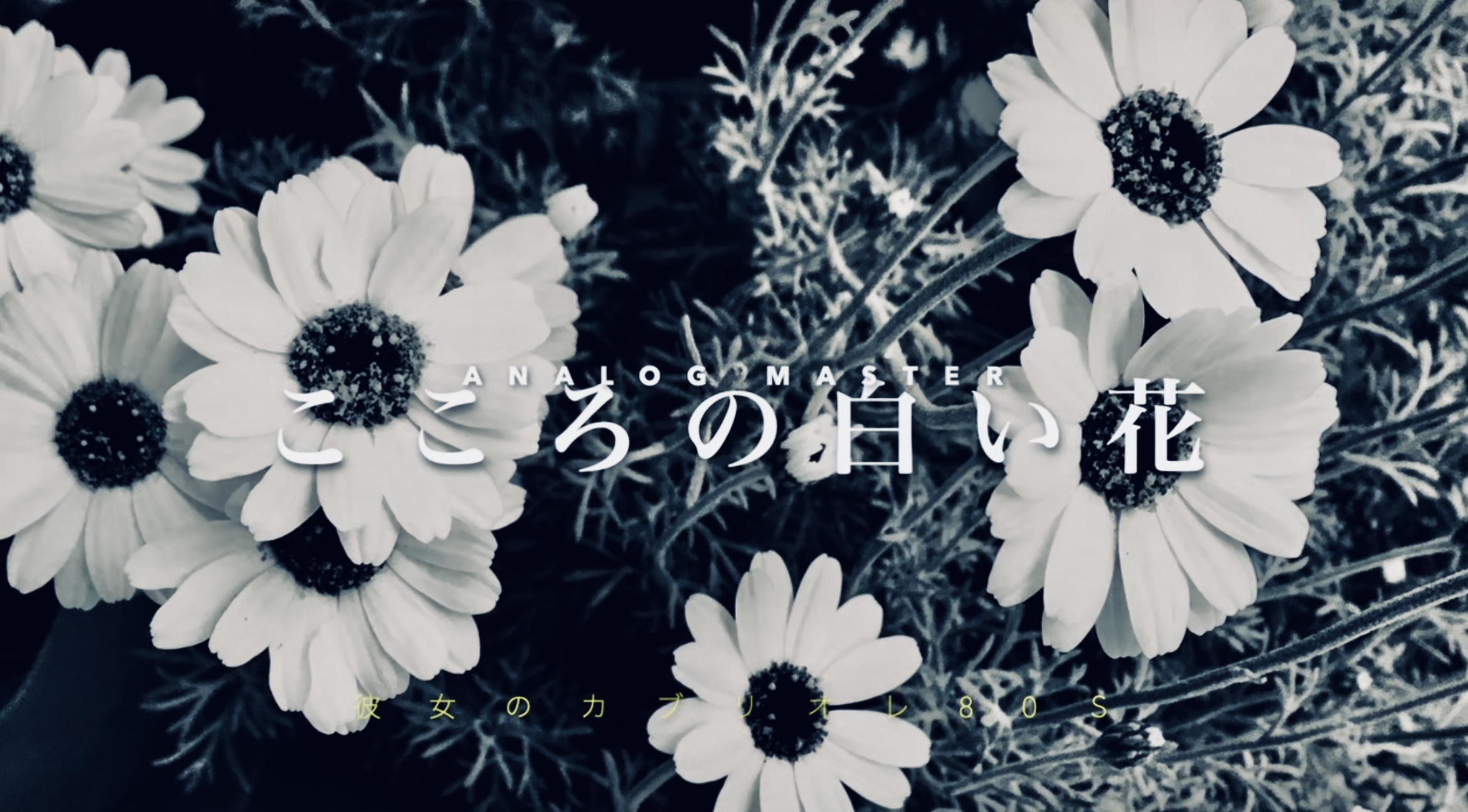 聴く人の心に白い花が満ちて咲く不思議な曲、小西寛子『こころの白い花』配信開始！