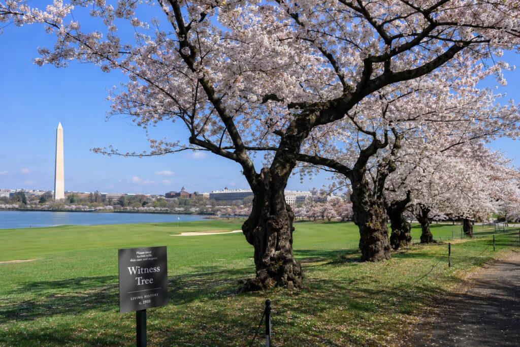 日本の桜？ トランプ氏、ワシントンDC最古の桜の株伐採の噂！？